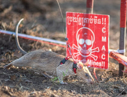 5살 아프리카 주머니쥐 로닌.<인디펜던트 보도 캡처>